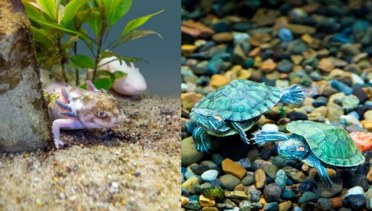 Can Axolotls Live With Turtles