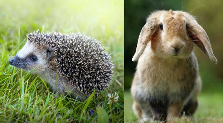 Can Hedgehogs Live With Rabbits