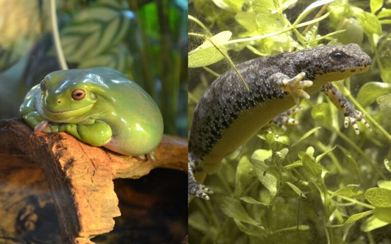 Can Newts and Frogs Live Together