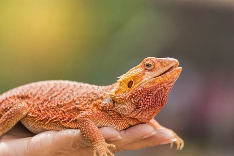 Close Up of Bearded Dragon in Woman's Hands