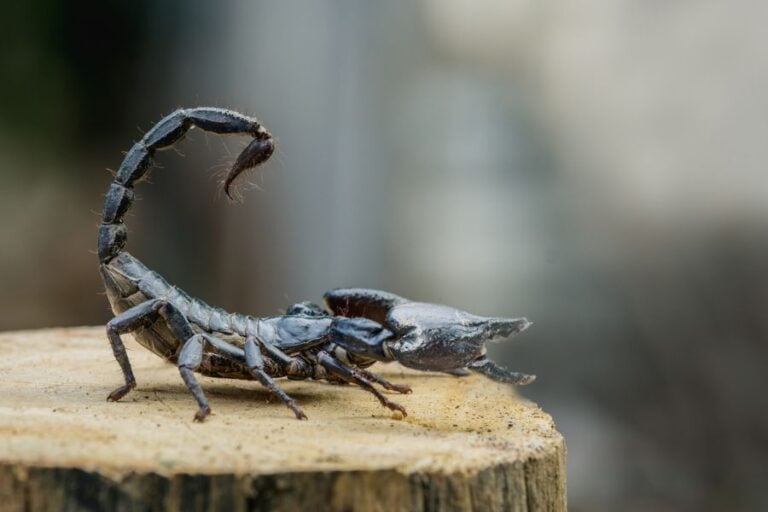 Close Up of Scorpion on Wooden Stump