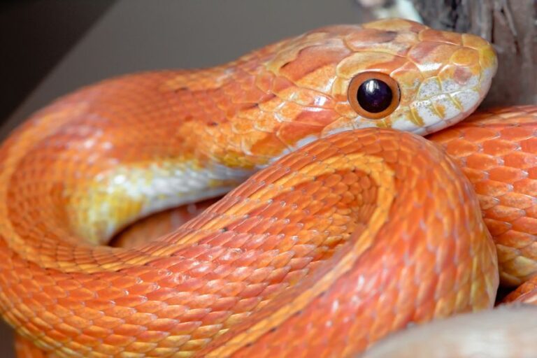 Coiled Pet Orange Corn Snake