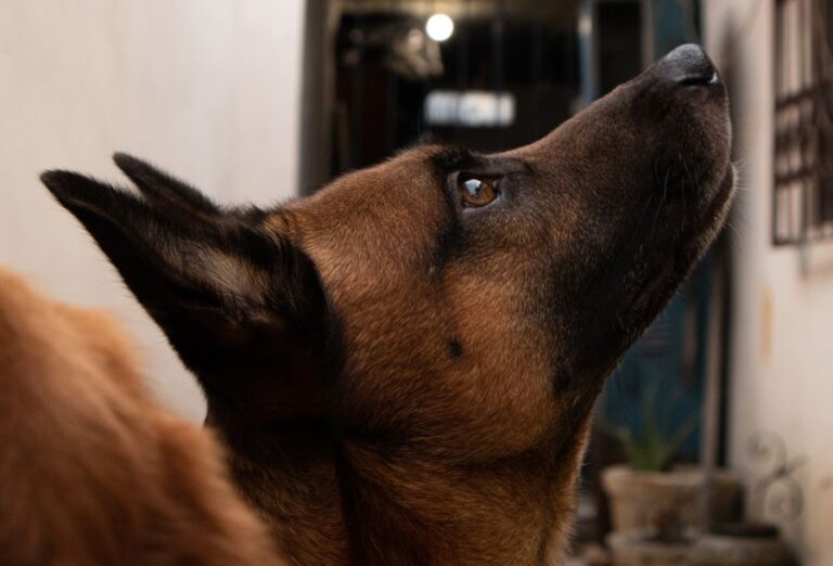 Dog Staring Up at Wall