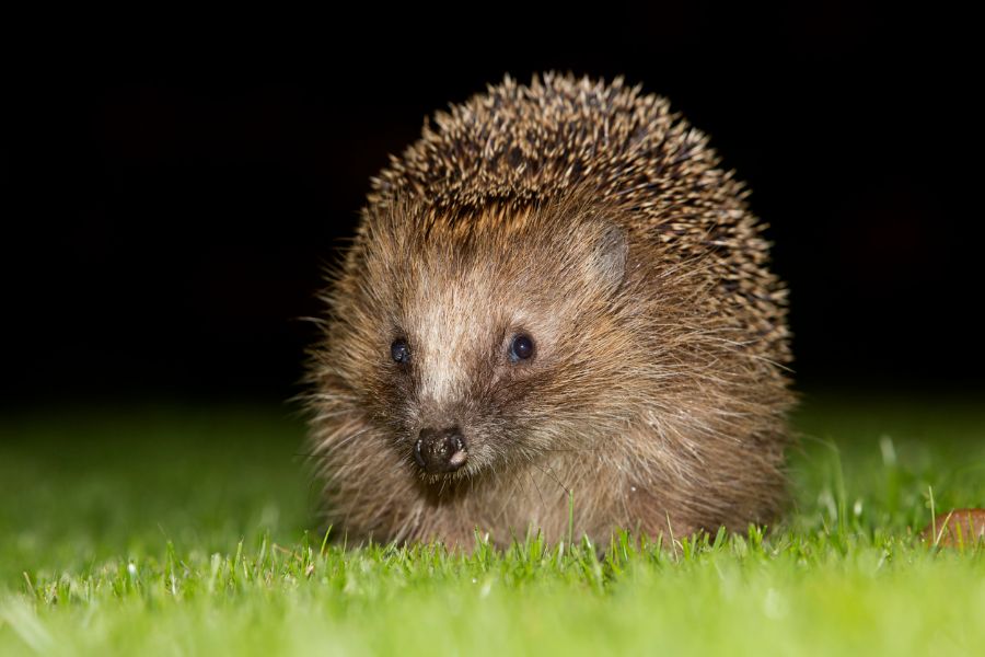 European Hedgehog Sitting in the Grass in the Dark