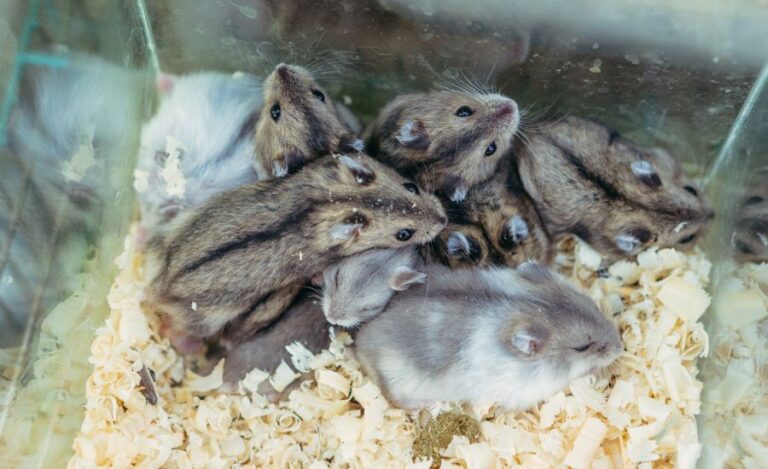 Family of Hamsters Living in Cage