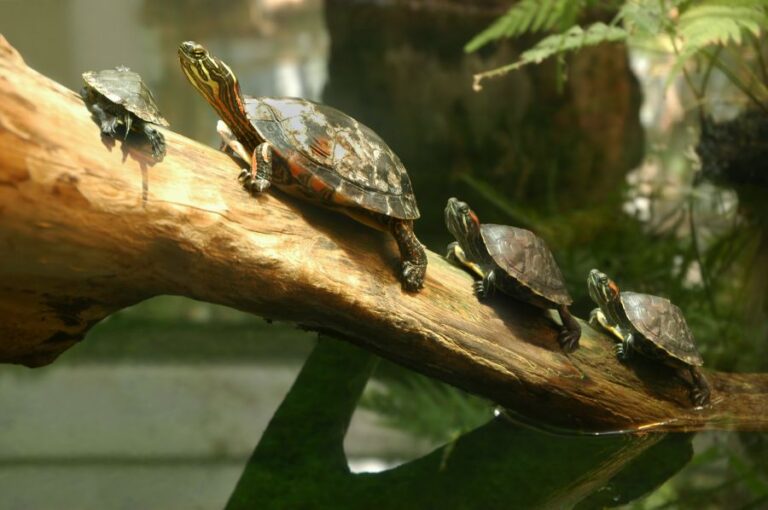 Family of Terrapin Turtles
