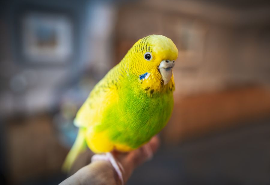 Female Green and Yellow Budgie Sitting on a Perch