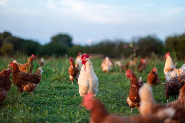 Flock of Free Range Chickens in Field