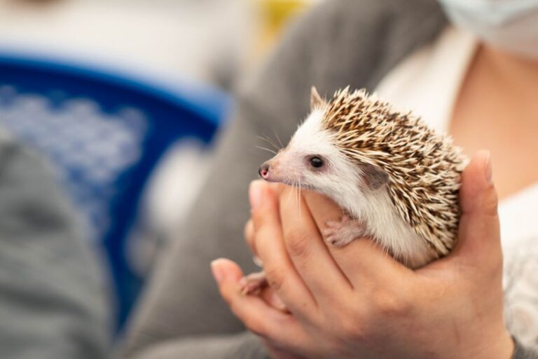 Girl Holding Hedgehog in Hands