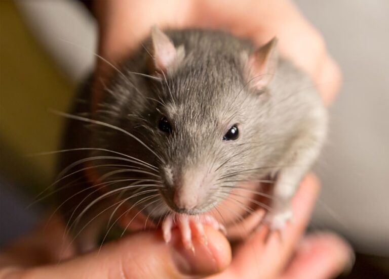 Gray Rat in the Hands of Its Owner