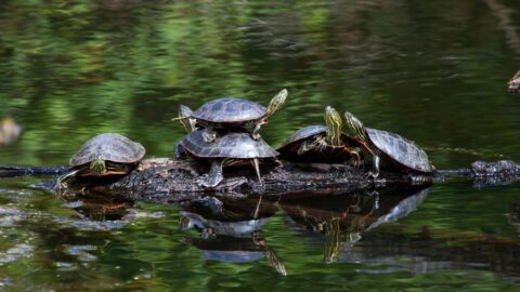 Why Do Turtles Stack? (3 Common Reasons) - Fur, Wings, & Scaly Things