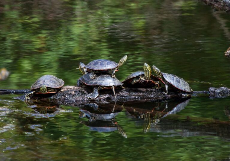 Group of Painted Turtles With Stacking