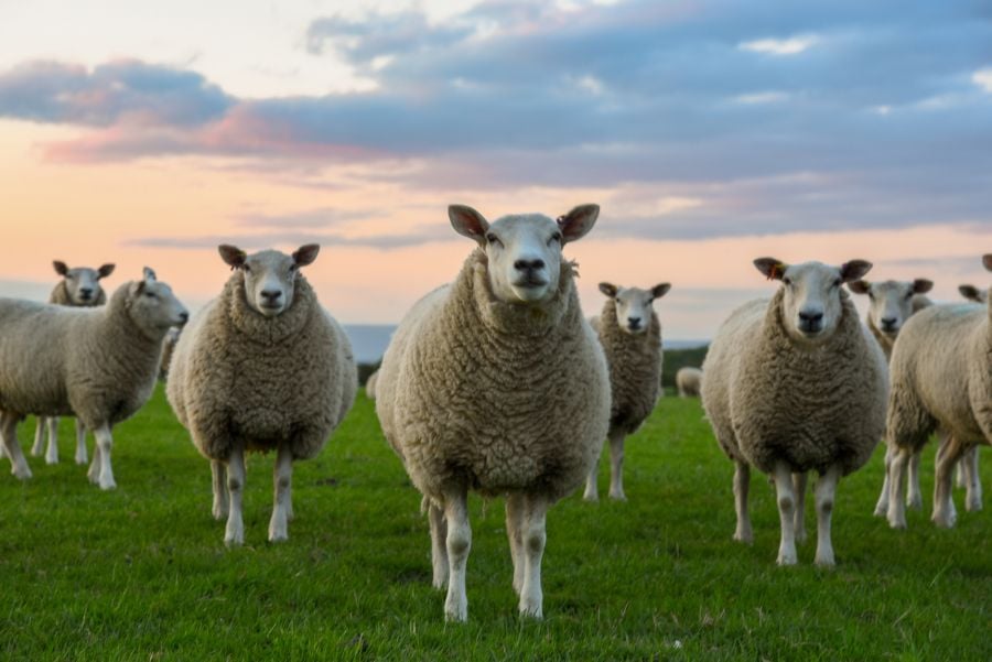 Group of Sheep in Green Field