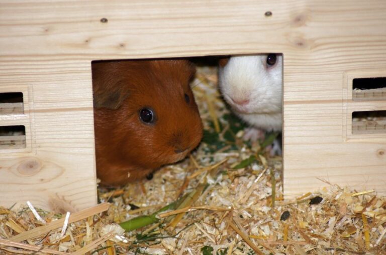Guinea Pigs Look Out of Wooden House