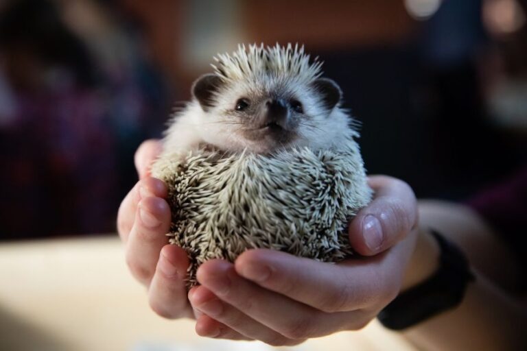 Hedgehog Balled Up in Hands
