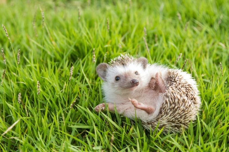 Hedgehog Laying on Its Back in the Grass