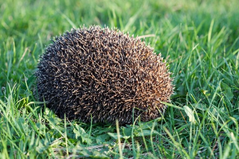 6 Smart Ways Hedgehogs Protect Themselves