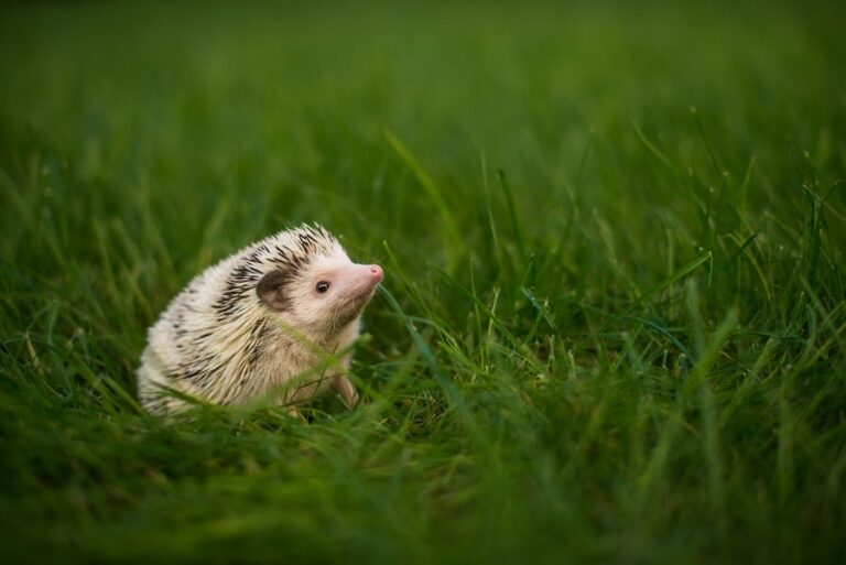 Hedgehog Sitting in Grass