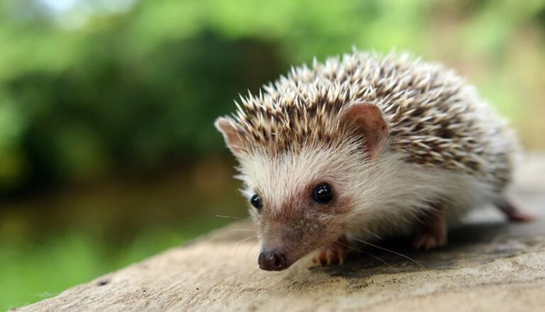 Hedgehog Sitting on Wooden Railing