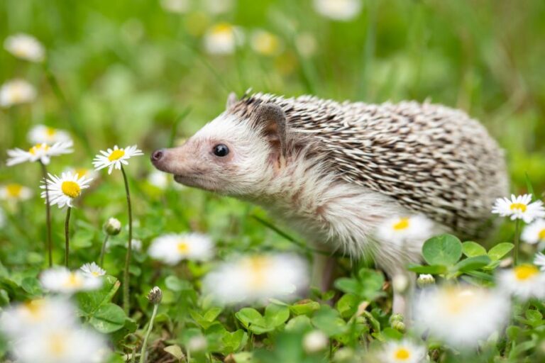 Hedgehog Smelling a Flower in the Grass