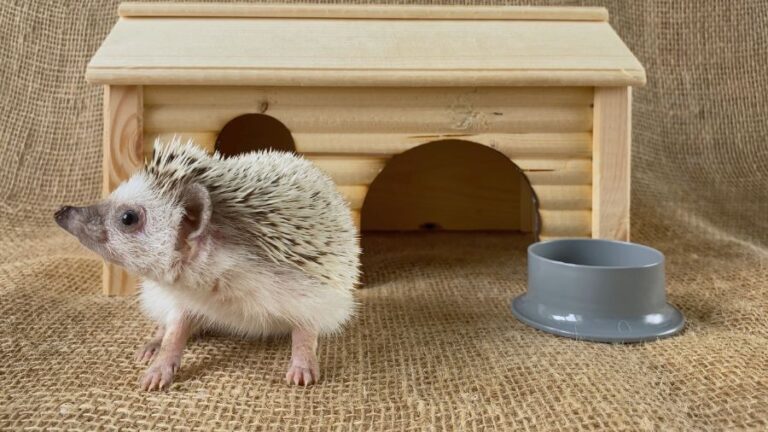 Hedgehog in Front of Its House