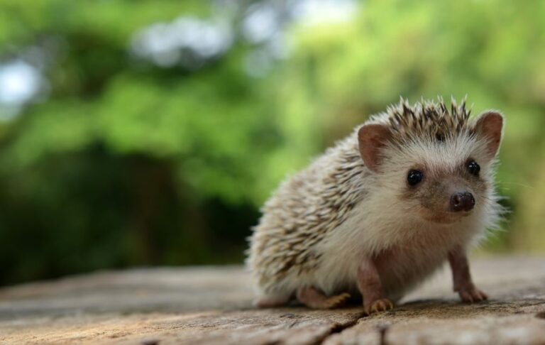 Hedgehog on Wooden Table Outside