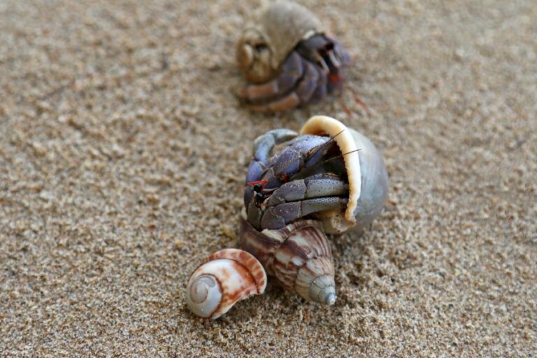 Hermit Crabs in the Sand