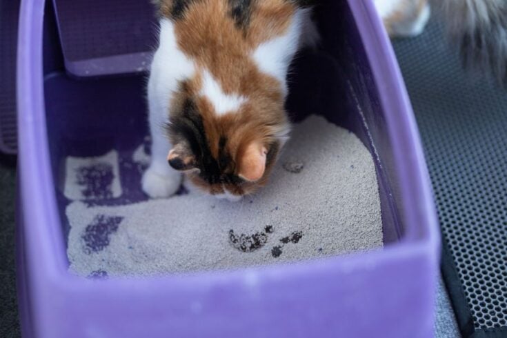 Why Does My Kitten Smell Like Poop? (13 Common Reasons) - Fur, Wings