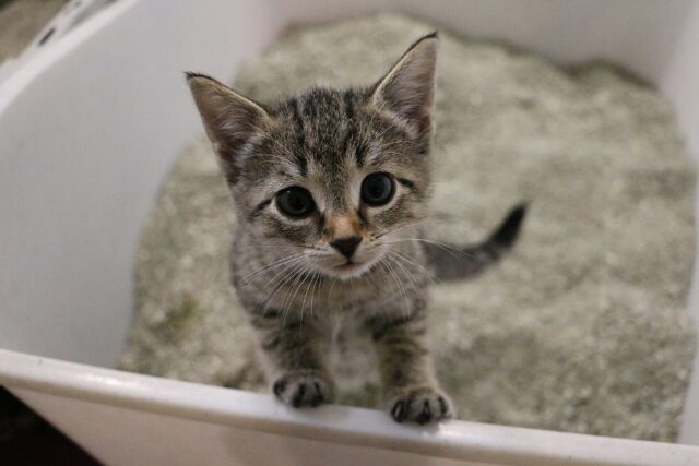 Why Does My Kitten Smell Like Poop 13 Common Reasons Fur Wings Scaly Things