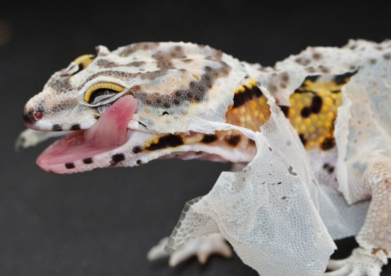 Leopard Gecko Licking Its Shedding Face