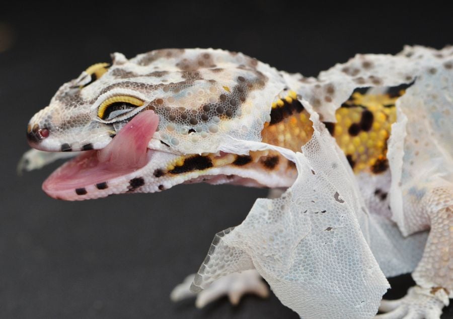 Leopard Gecko Licking Its Shedding Face