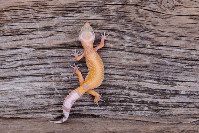 Light Colored Leopard Gecko on Wooden Background