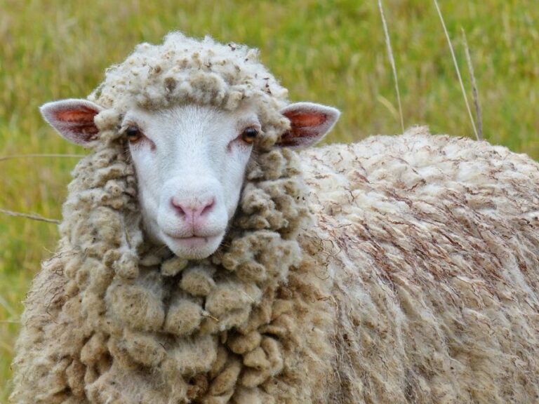 Lone Sheep Looking at the Camera