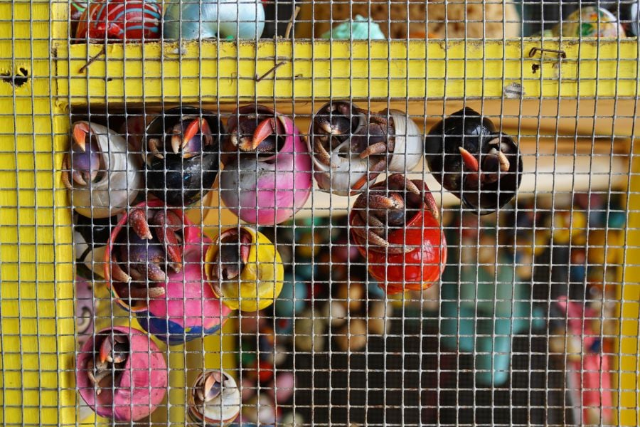 Multi-Colored Hermit Crabs Climbing a Wire Enclosure
