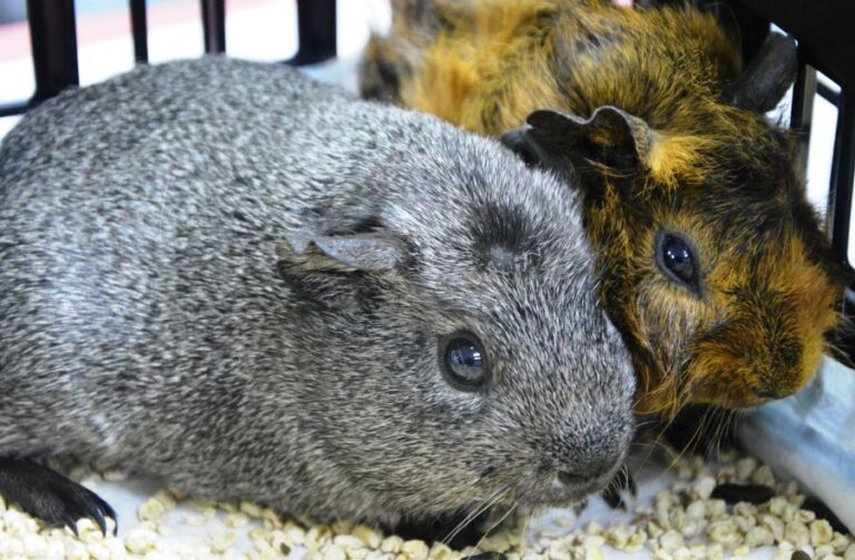 Pair of Guinea Pigs in Cage