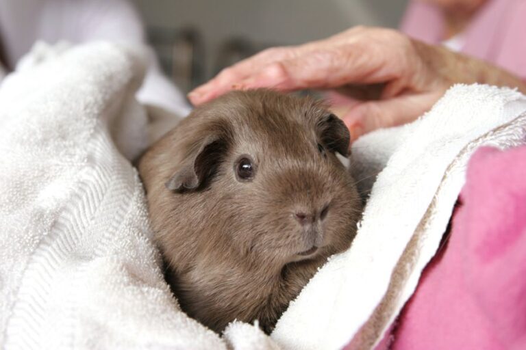 Pet Therapy Guinea Pig