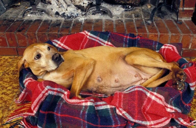 Pregnant Female Dog in Basket by Fireplace