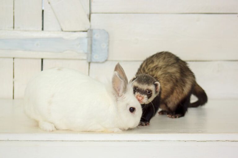 Rabbit and Ferret Against White Background
