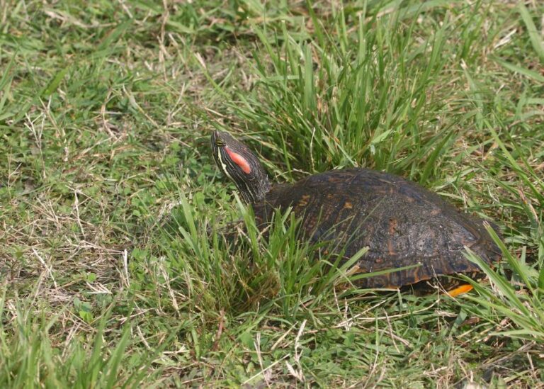 Red-Eared Slider Turtle Sitting in the Grass