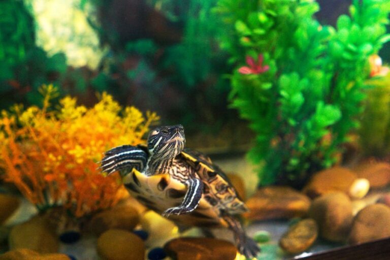 Red Eared Terrapin Swimming in Tank