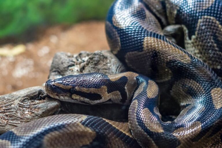 Royal Python (Ball Python) Resting on Log