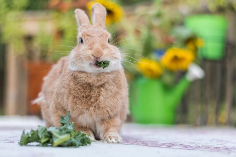 Rufus Rabbit Eating a Sprig of Parsley on Deck