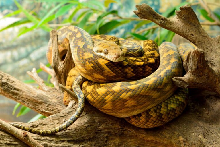 Scrub Python Curled up on Branch