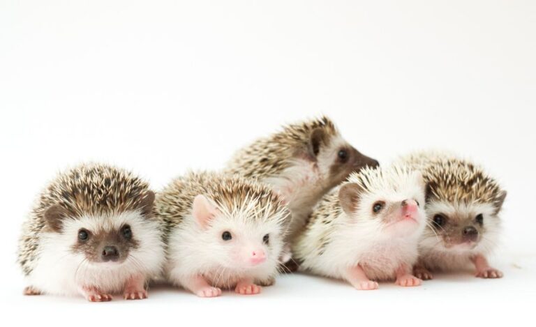Several Hedgehogs Sitting in a Row