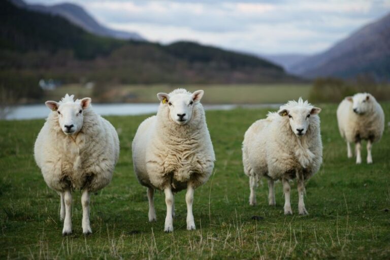 Several Sheep in a Field in Scotland