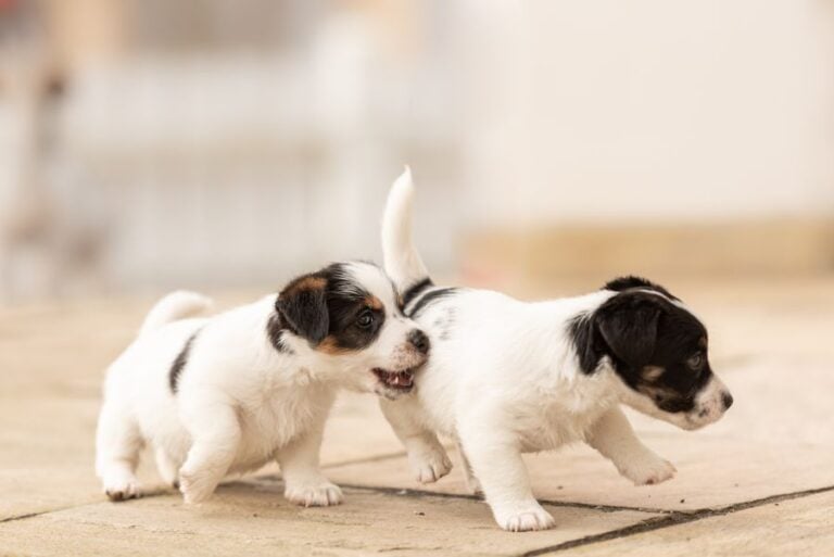 Six Week Old Puppies Playing