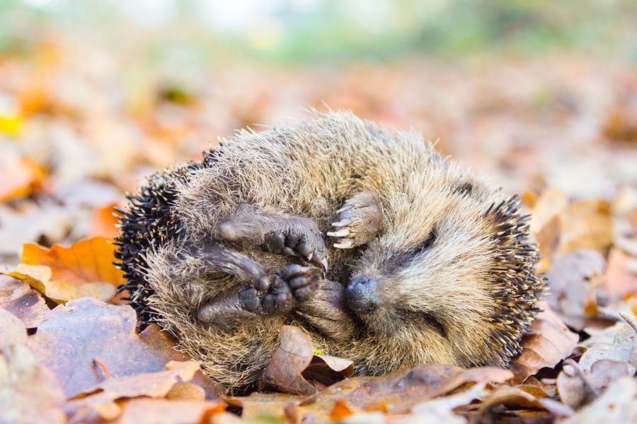 Sleeping Hedgehog Laying on Side