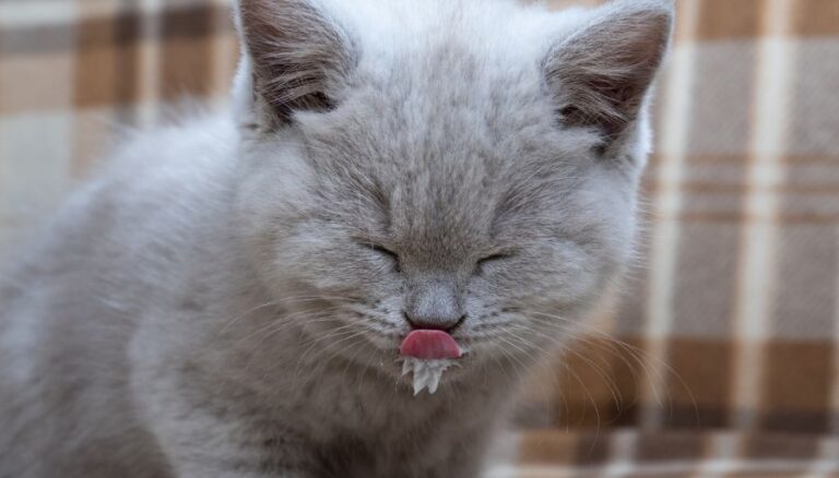 Small Cat Lapping Up Milk