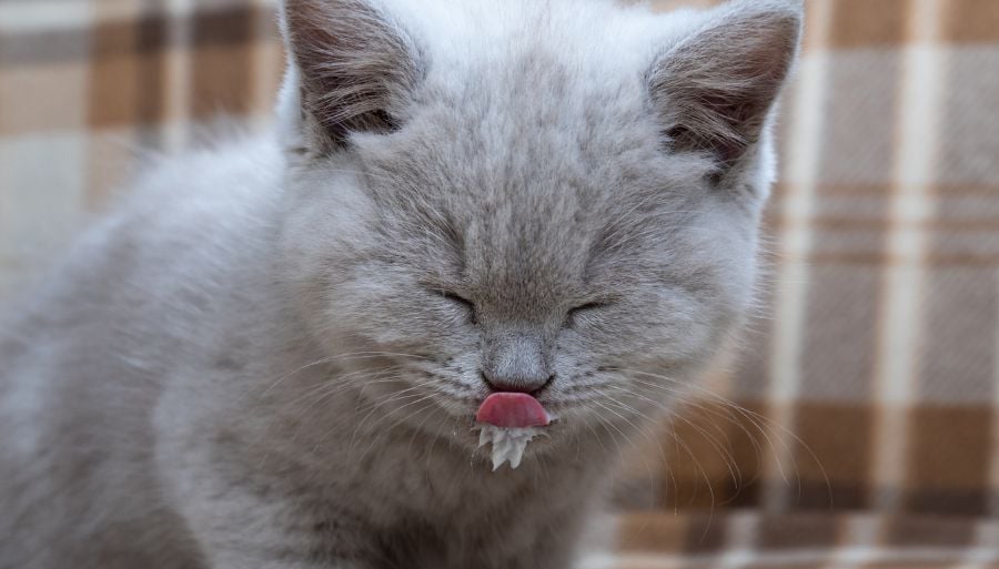 Small Cat Lapping Up Milk