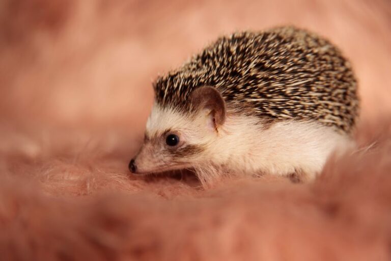 Small Hedgehog Sitting on Soft Blanket